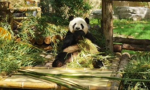 panda-shanghai wild animal park